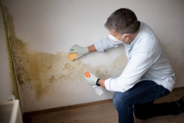 Best Emergency Mold Remediation  in Lapel, IN